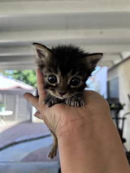WYATT -  Domestic Short Hair Cat for Adoption in Visalia, California - WYATT | PetCurious
