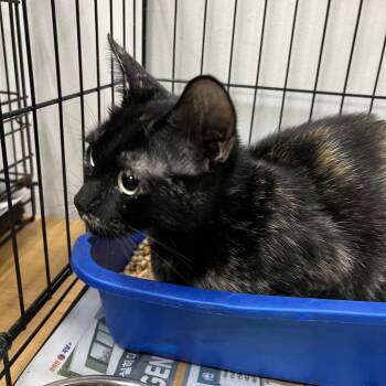 Mother Cat -  Domestic Short Hair Cat for Adoption in Galveston, Texas - Mother Cat | PetCurious