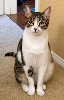 Shark -  Tabby Cat for Adoption in West Hollywood, California - Shark | PetCurious