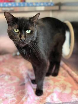 Sabbath -  Domestic Short Hair Cat for Adoption in Georgina, Ontario - Sabbath | PetCurious