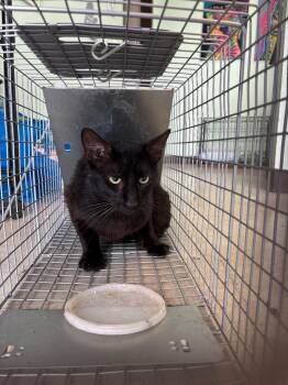 Domestic Short Hair Cats Available for Adoption in New Braunfels, Texas - Scott Cat 4 | PetCurious