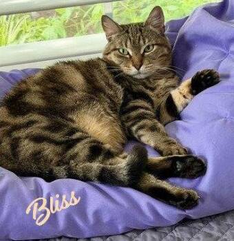 Bliss #Classic-tabby -  Tabby and Domestic Short Hair Cat for Adoption in Houston, Texas - Bliss #Classic-tabby | PetCurious