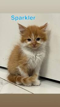 Sparkler -  Domestic Medium Hair Cat for Adoption in Johnson City, Tennessee - Sparkler | PetCurious