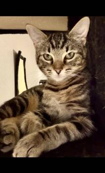 Rescue Domestic Short Hair Cats for Adoption in Fort Worth, Texas - Nessie | PetCurious
