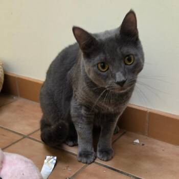 Finny -  Domestic Short Hair Cat for Adoption in Melrose, Florida - Finny | PetCurious