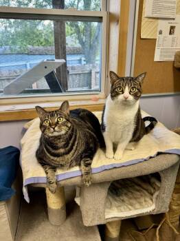 Zeke -  Domestic Short Hair Cat Available for Adoption in Papillion, Nebraska - Zeke | PetCurious
