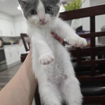 Charlotte -  Domestic Short Hair Cat for Adoption in Mastic, New York - Charlotte | PetCurious