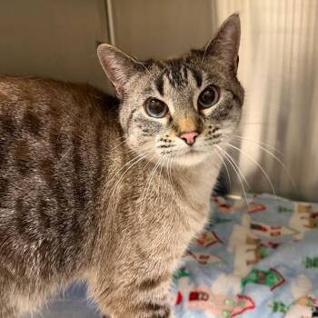 Sesame Seed -  Domestic Short Hair Cat for Adoption in Cody, Wyoming - Sesame Seed | PetCurious