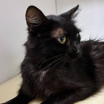 Sarabi -  Domestic Short Hair Cat for Adoption in Folsom, Louisiana - Sarabi | PetCurious