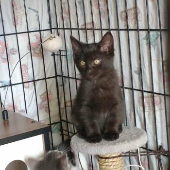 Rescue Domestic Short Hair Cats for Adoption in Terrebonne, Quebec - Aria | PetCurious