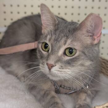 Rescue Domestic Short Hair Cats for Adoption in Huntley, Illinois - Gelato | PetCurious