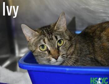 Ivy -  Domestic Short Hair Cat for Adoption in Fort Mill, South Carolina - Ivy | PetCurious