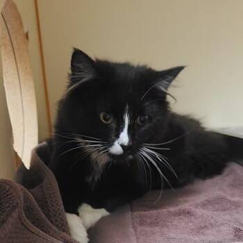 Angerona -  Domestic Long Hair Cat for Adoption in Murray, Utah - Angerona | PetCurious