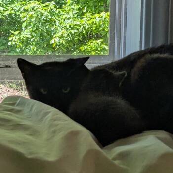 (WC) Juniper -  Domestic Short Hair Cat for Adoption in Huntsville, Arkansas - (WC) Juniper | PetCurious
