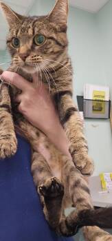 Luna Cat -  Domestic Short Hair Cat for Adoption in Athens, Tennessee - Luna Cat | PetCurious