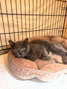 Sokolov -  Russian Blue Cat for Adoption in Jurupa Valley, California - Sokolov | PetCurious