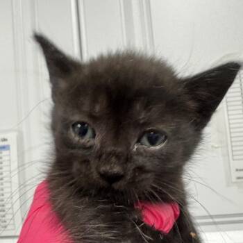Andes Mint -  Domestic Short Hair Cat for Adoption in Greenville, South Carolina - Andes Mint | PetCurious