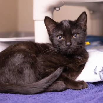 Fang -  Domestic Long Hair Cat for Adoption in Mentor, Ohio - Fang | PetCurious