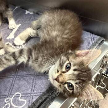 Zinger -  Domestic Medium Hair Cat for Adoption in Sarasota, Florida - Zinger | PetCurious