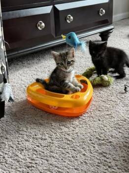 Kiwi -  Domestic Short Hair Cat for Adoption in Fort Worth, Texas - Kiwi | PetCurious