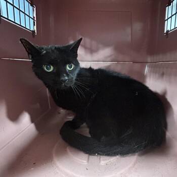 Domestic Short Hair Cats Available for Adoption - Swan | PetCurious