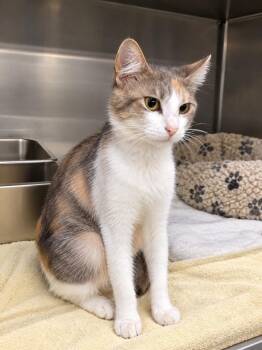 Big Mama -  Domestic Short Hair Cat for Adoption in Murray, Kentucky - Big Mama | PetCurious