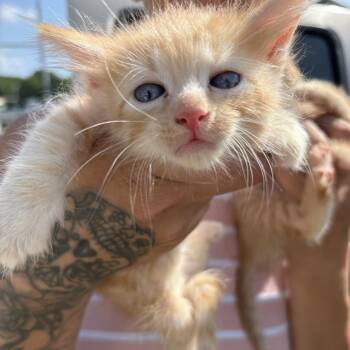 Harry -  Domestic Short Hair Cat for Adoption in Hackett, Arkansas - Harry | PetCurious