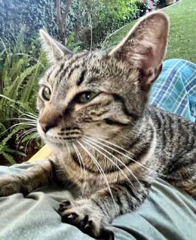 Cuddles -  Domestic Short Hair Cat for Adoption in Elk Grove, California - Cuddles | PetCurious