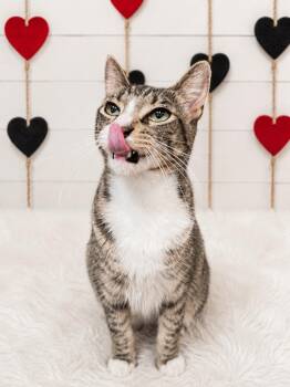 Scrabble -  Domestic Short Hair Cat for Adoption in Corpus Christi, Texas - Scrabble | PetCurious