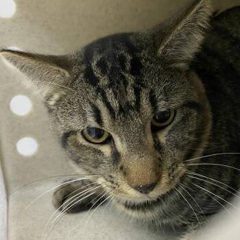 Bramble -  Domestic Short Hair Cat for Adoption in Cheyenne, Wyoming - Bramble | PetCurious