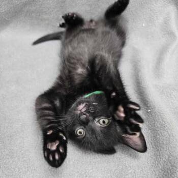 Astrophage -  Domestic Short Hair Cat for Adoption in Flatwoods, Kentucky - Astrophage | PetCurious
