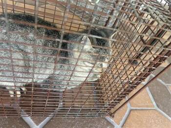 Rescue Domestic Short Hair Cats for Adoption in Houston, Texas - A644861 | PetCurious