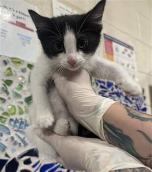 Domestic Short Hair Cats Available for Adoption in Pensacola, Florida - NELL | PetCurious