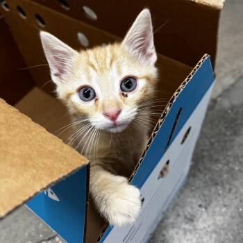 Domestic Short Hair Cats Available for Adoption in Tampa, Florida - Dex (Dexter) | PetCurious