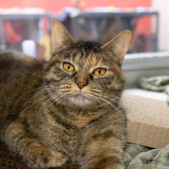 Amber -  Domestic Short Hair Cat for Adoption in Des Moines, Iowa - Amber | PetCurious