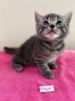 Major -  Domestic Short Hair Cat for Adoption in Heathsville, Virginia - Major | PetCurious