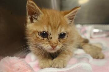 POD -  Domestic Short Hair Cat for Adoption in Columbia, South Carolina - POD | PetCurious