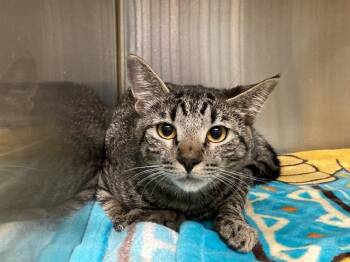 MELANIE -  Domestic Short Hair Cat for Adoption in Tustin, California - MELANIE | PetCurious