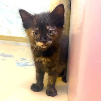 PRIM -  Tortoiseshell Cat for Adoption in Joshua Tree, California - PRIM | PetCurious