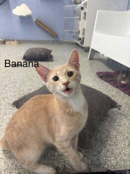 banana -  Domestic Short Hair Cat for Adoption in Waverly, Tennessee - Banana | PetCurious