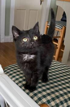 Domestic Short Hair Cats Available for Adoption - Jani | PetCurious