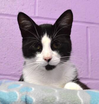 Judgement -  Domestic Short Hair Cat for Adoption - Judgement | PetCurious