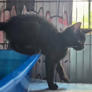 Jester -  Domestic Short Hair Cat for Adoption in Lexington, Kentucky - Jester | PetCurious