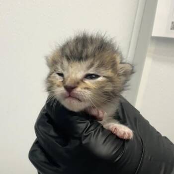 Domestic Short Hair Cats Available for Adoption in Abilene, Texas - DeWalt | PetCurious