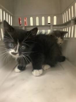 Rescue Domestic Short Hair Cats for Adoption in Fort Worth, Texas - Kuzco | PetCurious