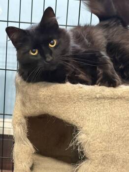 Domestic Long Hair Cats Available for Adoption in Greenville, South Carolina - Lady Ann JN (Taylors Petsmart Adoption Center) | PetCurious