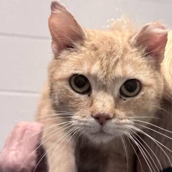 Domestic Short Hair Cats Available for Adoption in Columbus, Indiana - Hope (FIV Positive)  | PetCurious