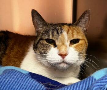Domestic Short Hair Cats Available for Adoption in Logan, Utah - Patches | PetCurious