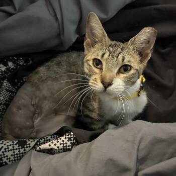 Domestic Short Hair Cats Available for Adoption in Boerne, Texas - Tipsy Gypsy | PetCurious