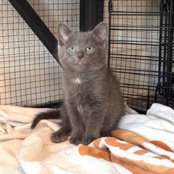 Parcheesi -  American Shorthair Cat for Adoption in Houston, Texas - Parcheesi | PetCurious